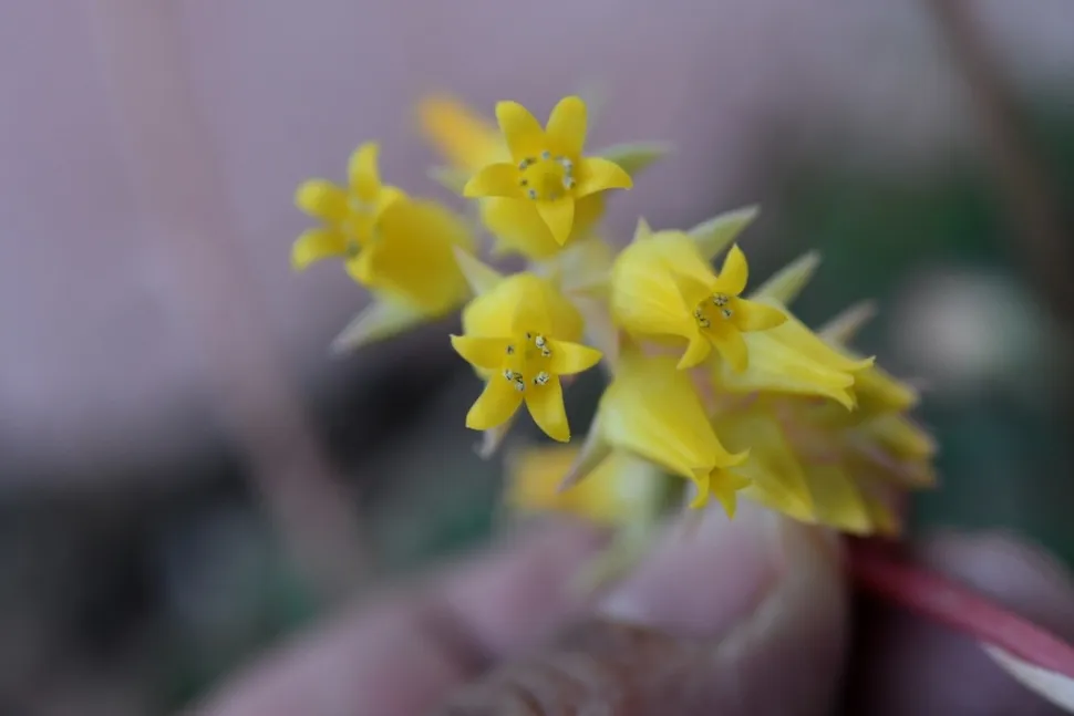 Fiori di Echeveri pulidonis