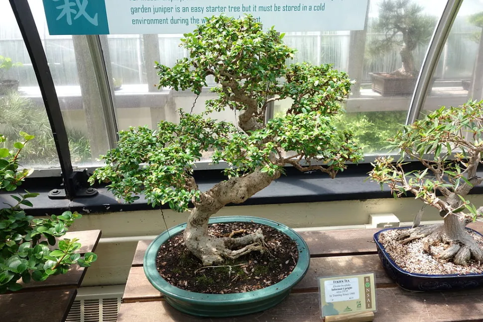 Ehretia microphylla cultivada como bonsái
