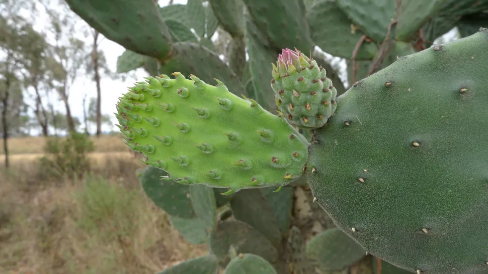 Ondergedoken cladode Opuntia tomentosa