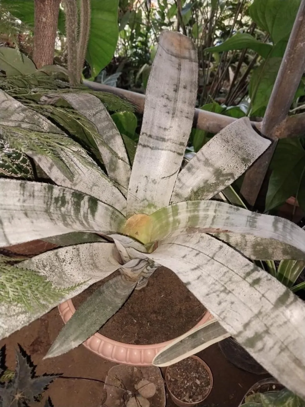 Blattrosette Aechmea fasciata