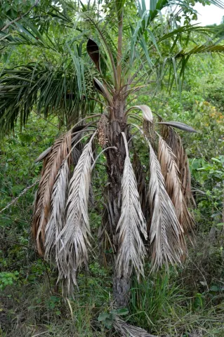 Syagrus comosa palm in de grond