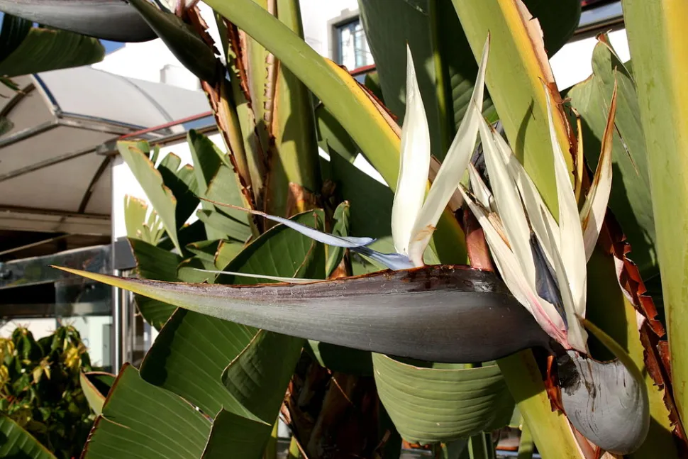 Strelitzia alba paradisfugleblomst