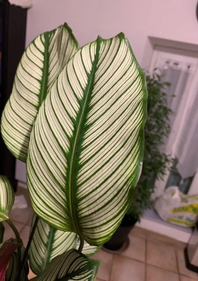 Feuilles blanches et vertes de Calathea 'White Star'