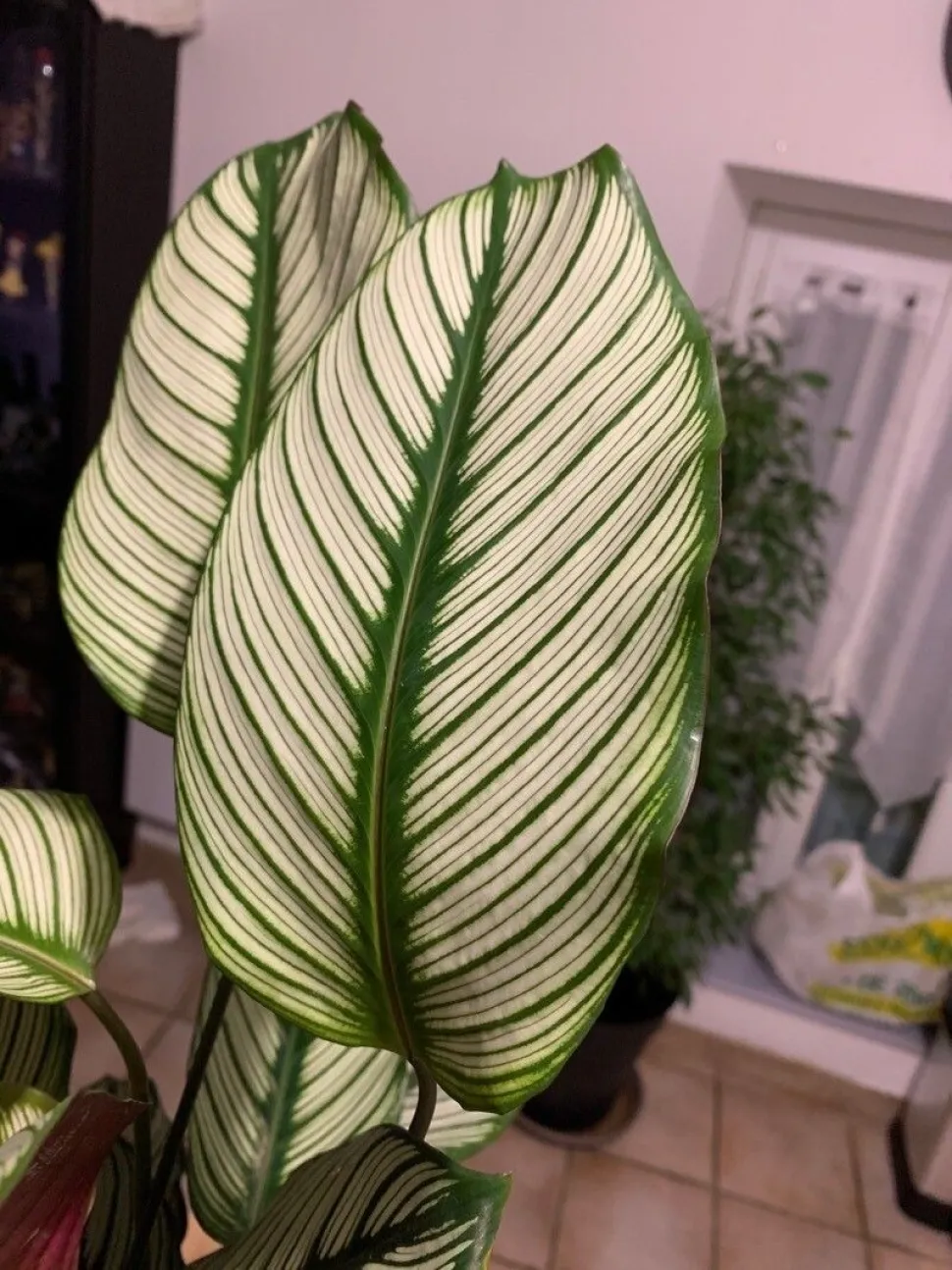 Witte en groene bladeren van Calathe 'White Star