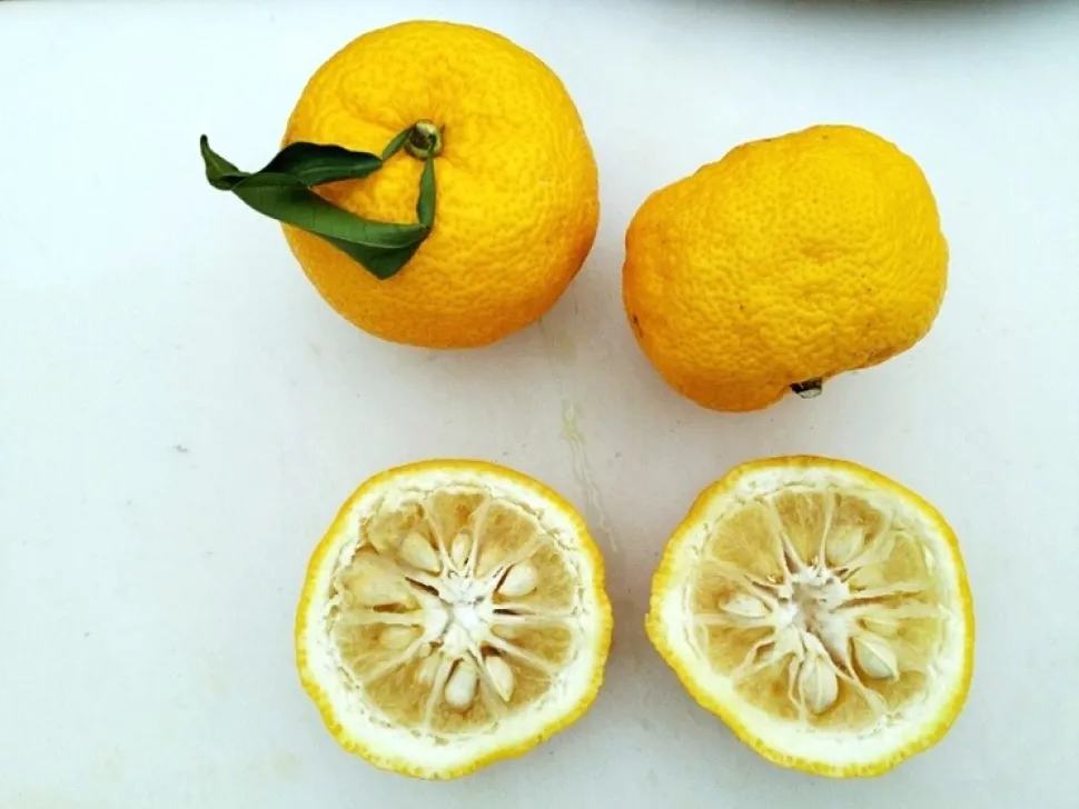 Yuzu-Früchte Citrus junos
