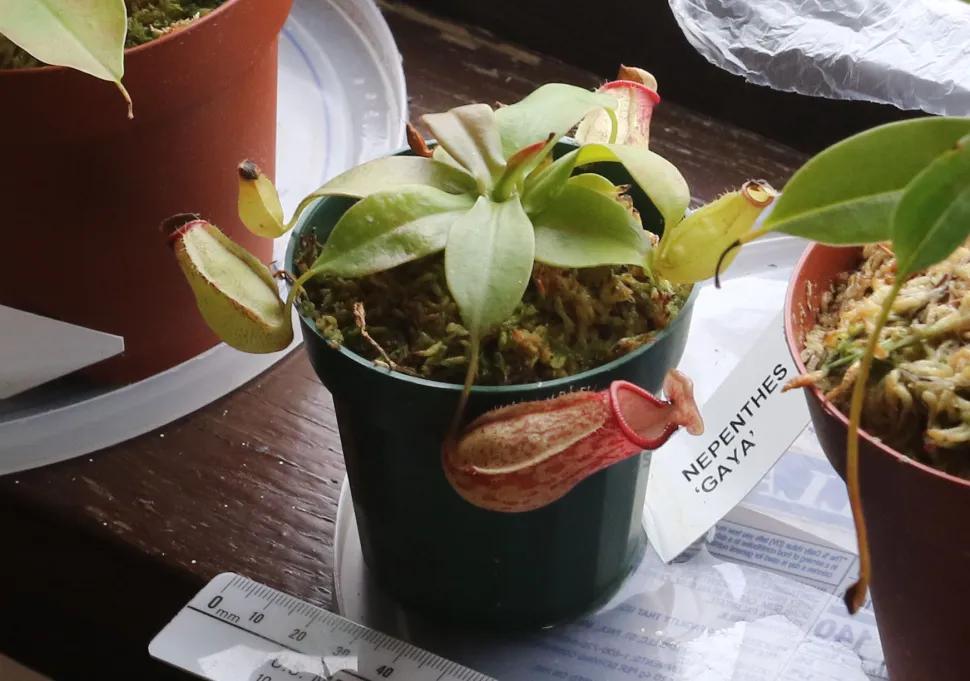 Nepenthes gaya im Topf