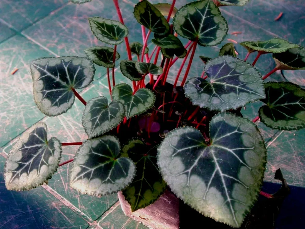 Mønstrede blade Cyclamen persicum