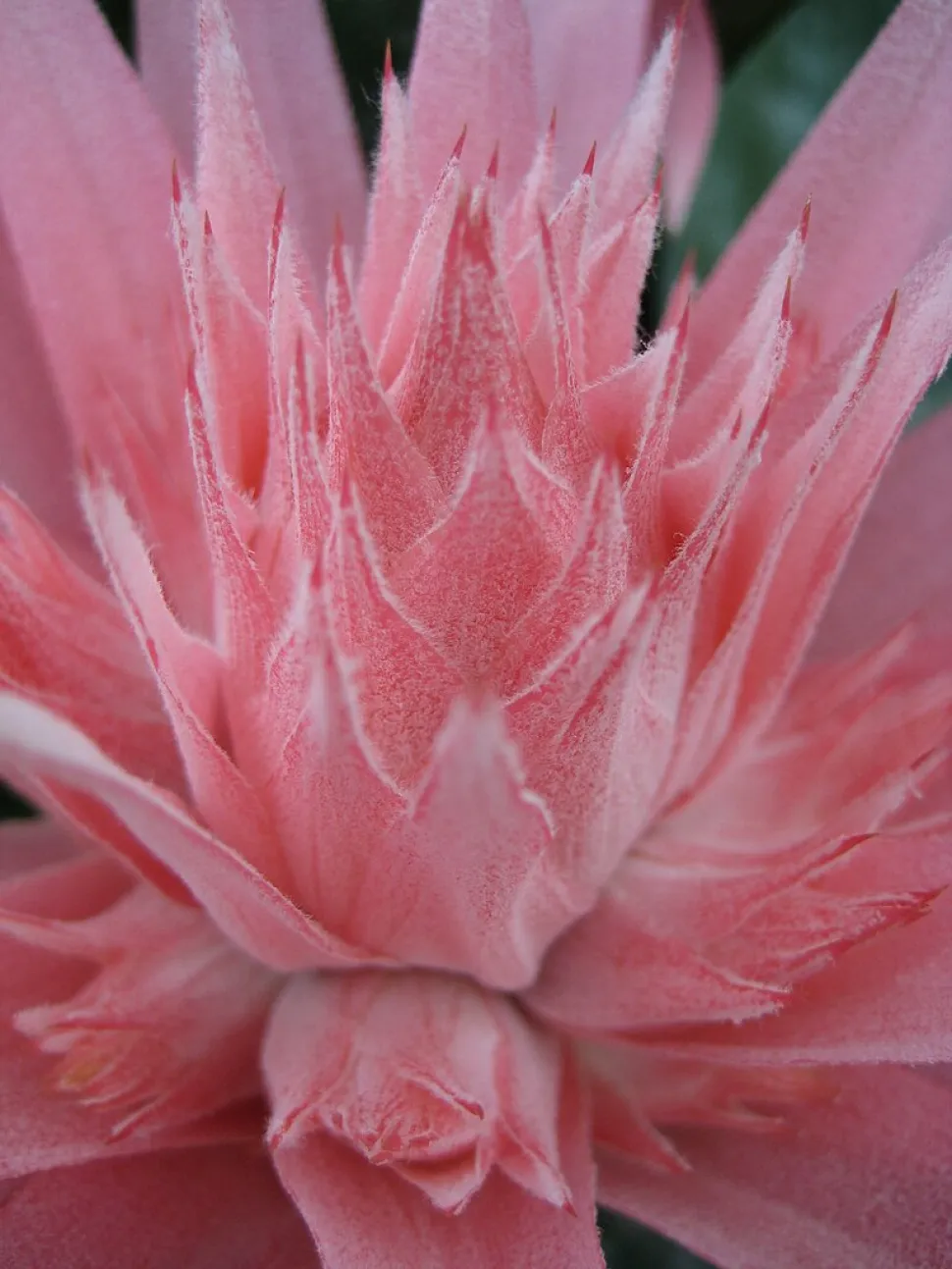 Bloeiende aar Aechmea Primera