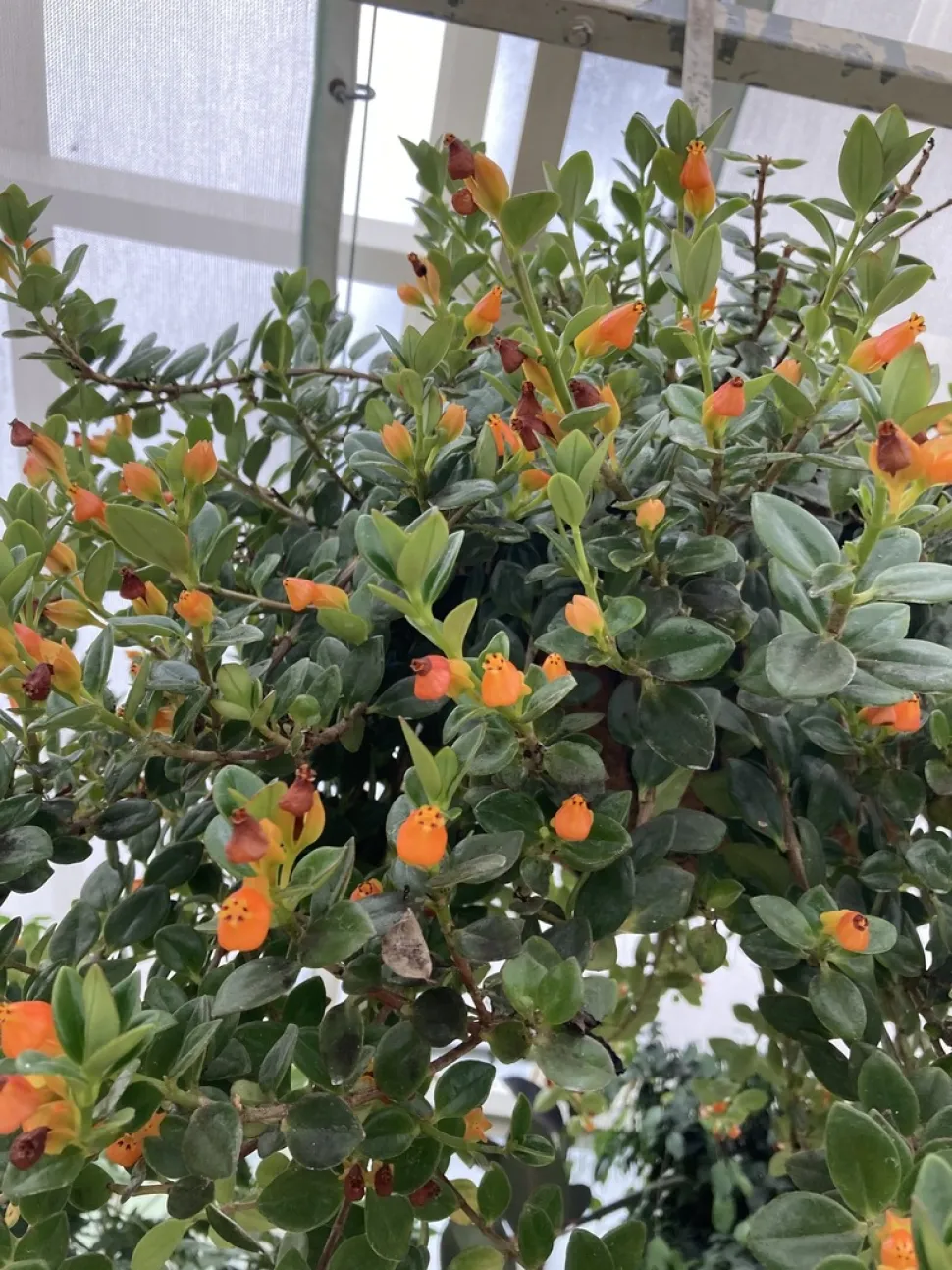 Guldfiskeplante i blomst