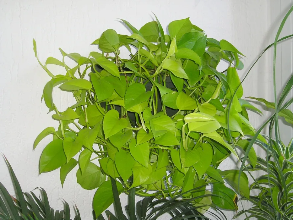 Pianta pensile Pothos Neon