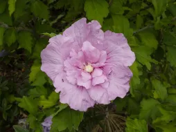 Flores duplas Hibiscus syriacus Lavender Chiffon