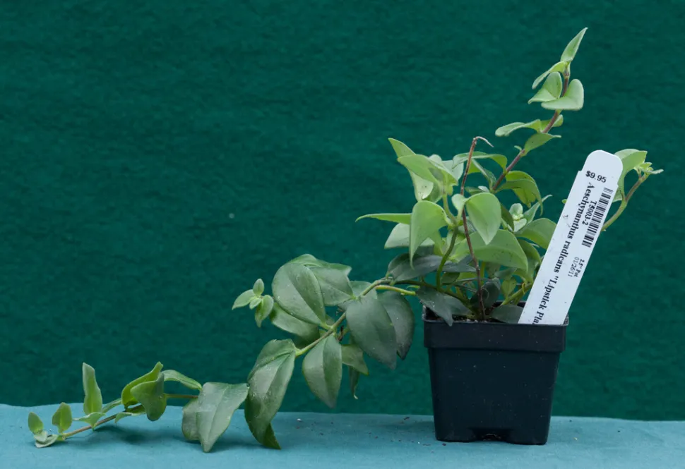 Jonge scheut van Aeschynanthus radicans