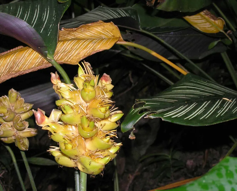Gelbe Blüten grünes gestreiftes Blatt Goeppertia ornata