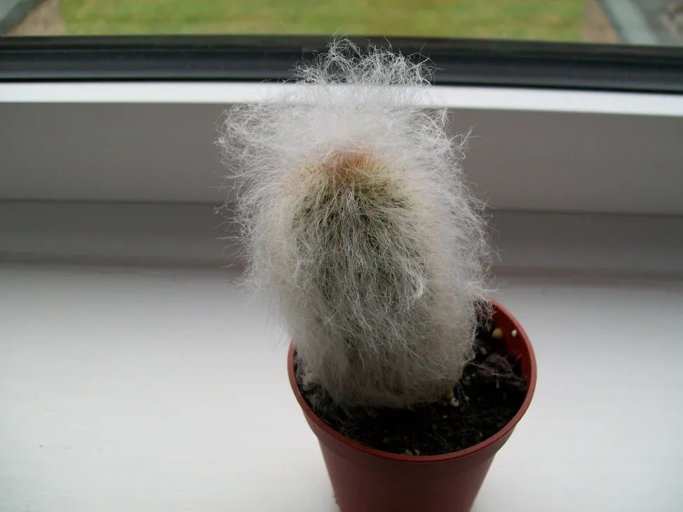 Cactus testa di vecchio in vaso
