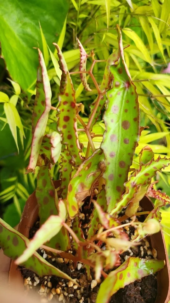 Begonia amhpioxus verde e vermelha