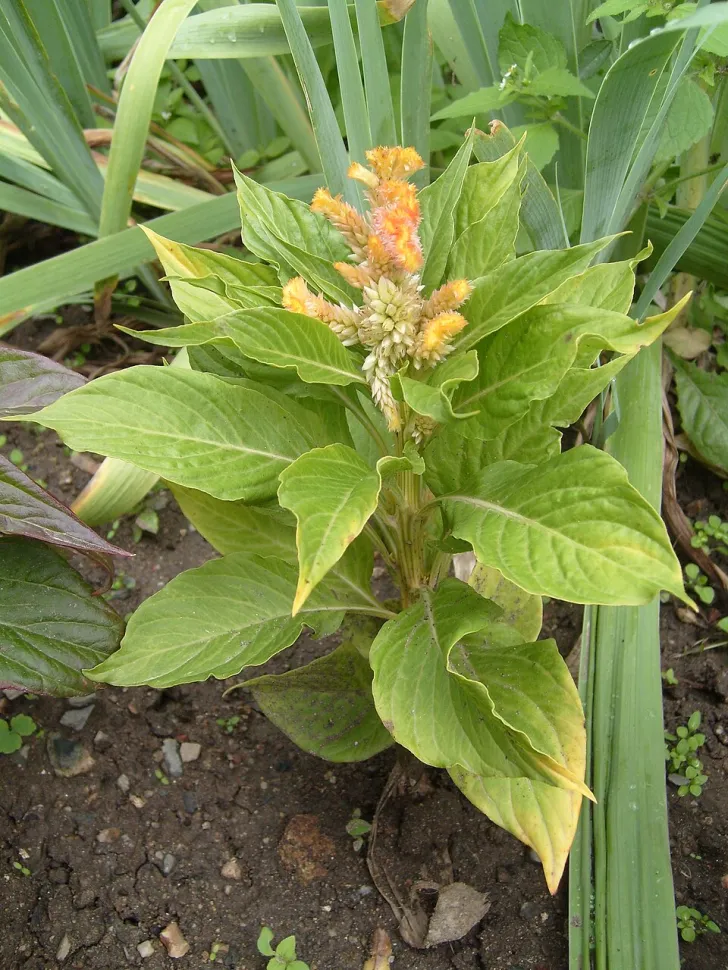 Celosia argentea gelb
