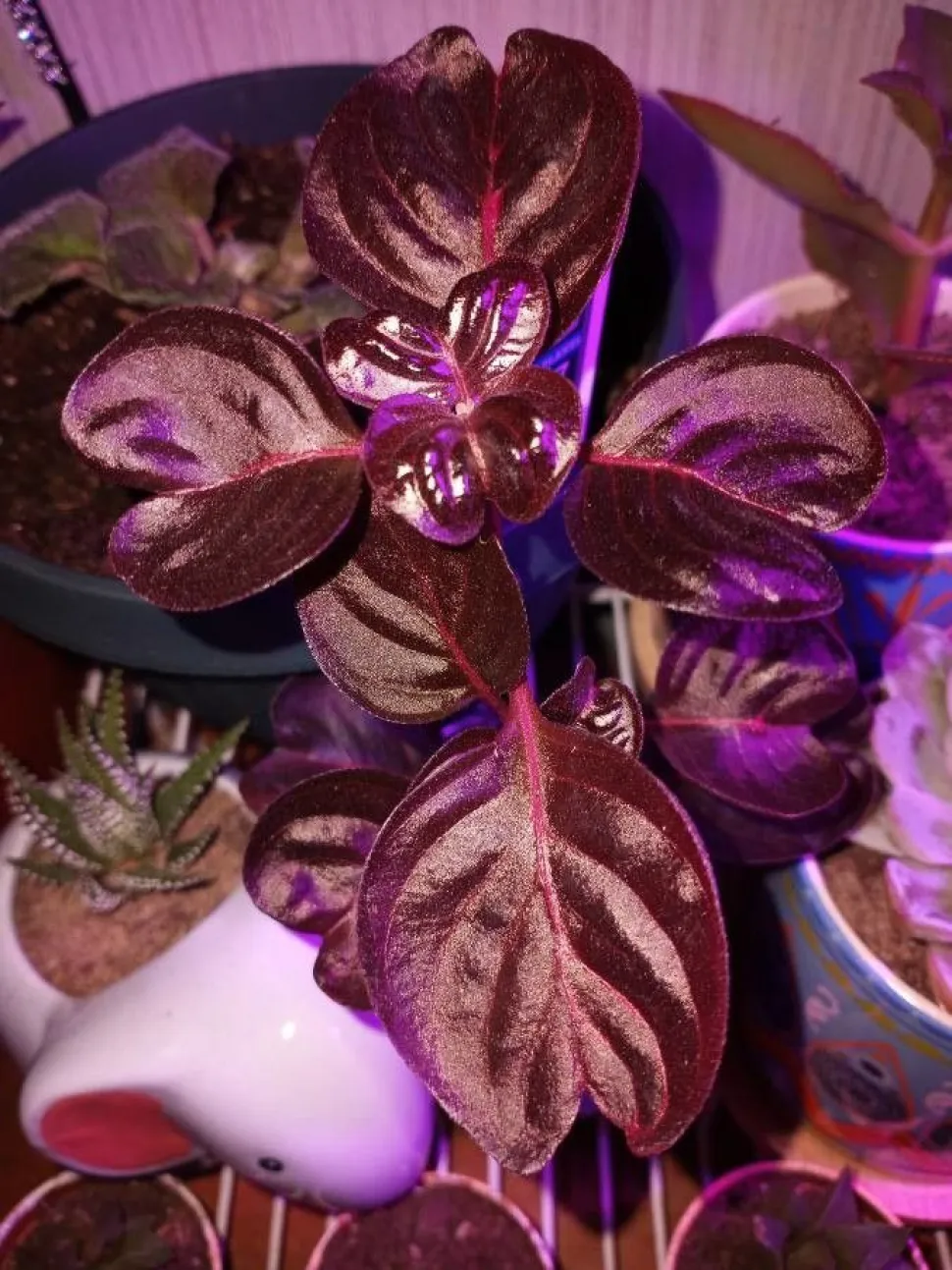 Iresine herbstii 'Purple Lady' i potte