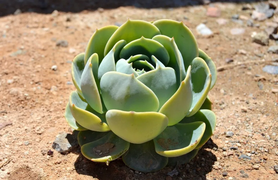 Echeveria auf kieselhaltigem Boden.