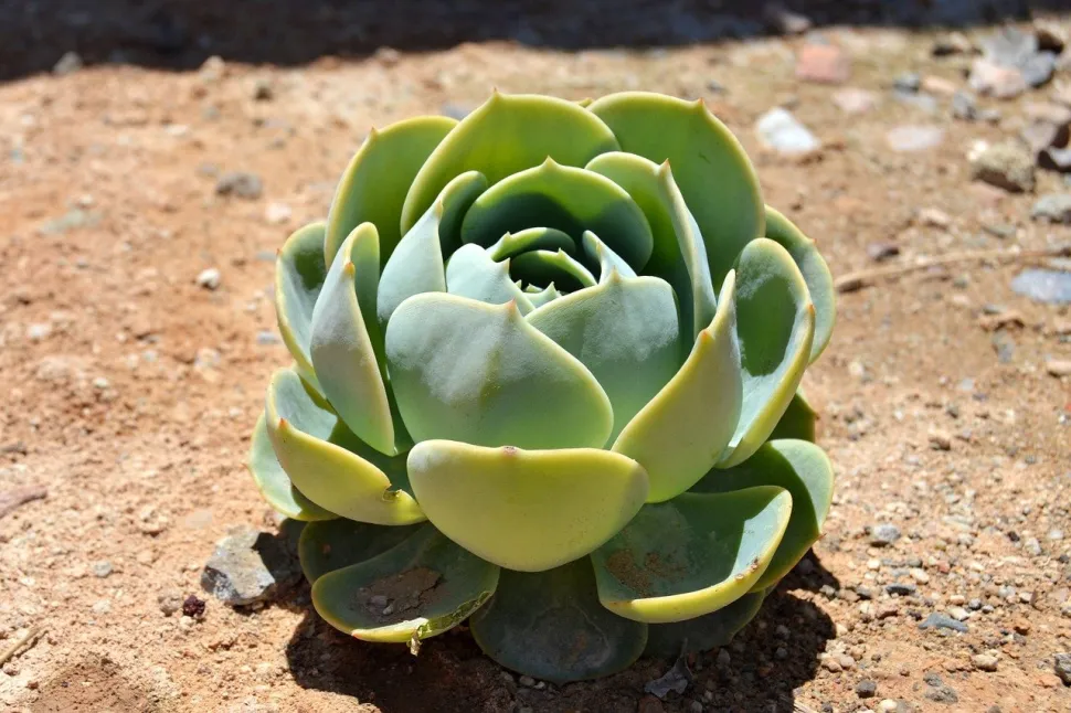 Echeveria auf Silikatboden.