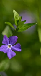 Fleur violette 5 pétales grande pervenche