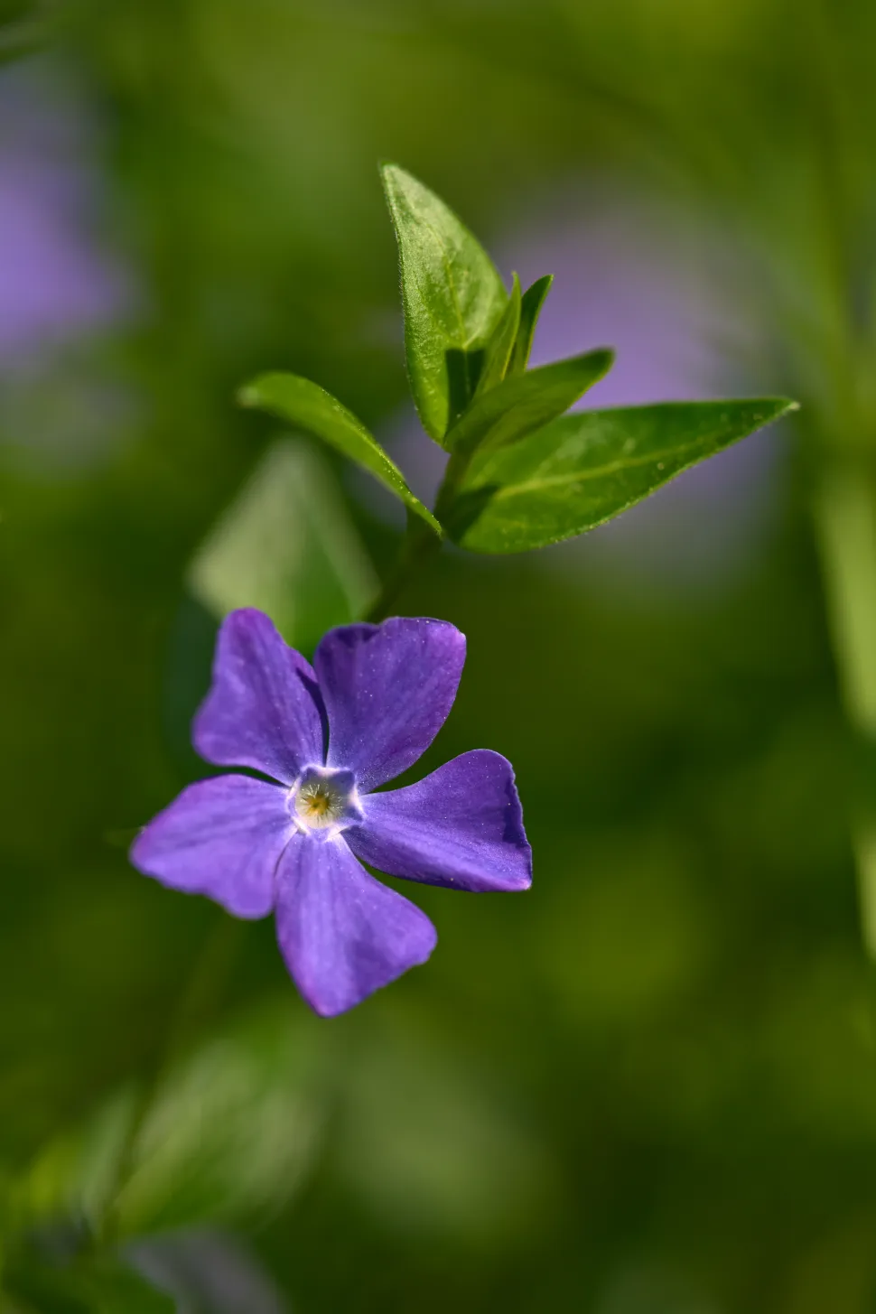 Violette Blüte 5 Blütenblätter große Immergrün