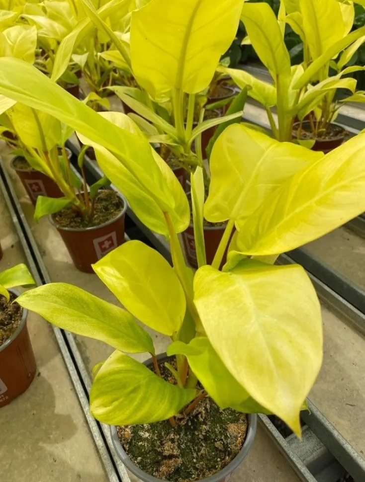 Neongrønne blade fra Philodendron Lemon Lime