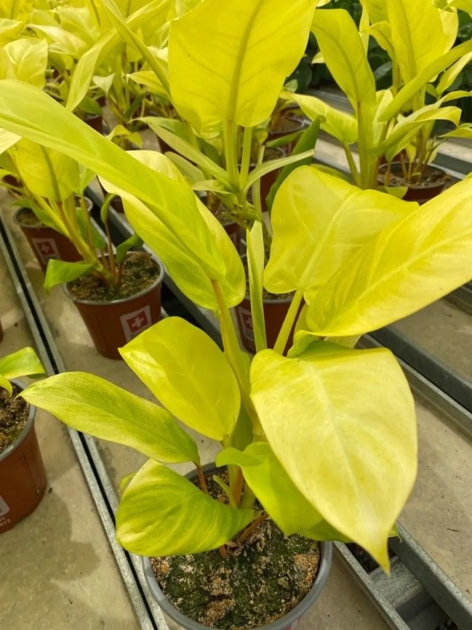 Neongrüne Blätter Philodedndron Lemon Lime