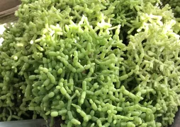 Rhipsalis cereuscula i en potte