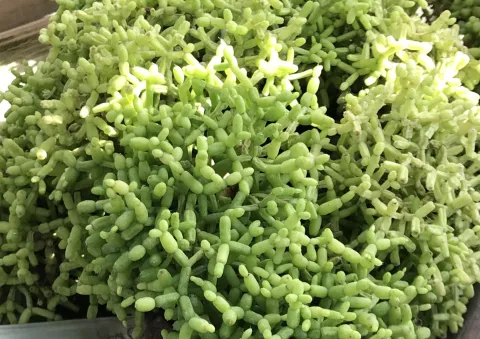 Rhipsalis cereuscula in pot