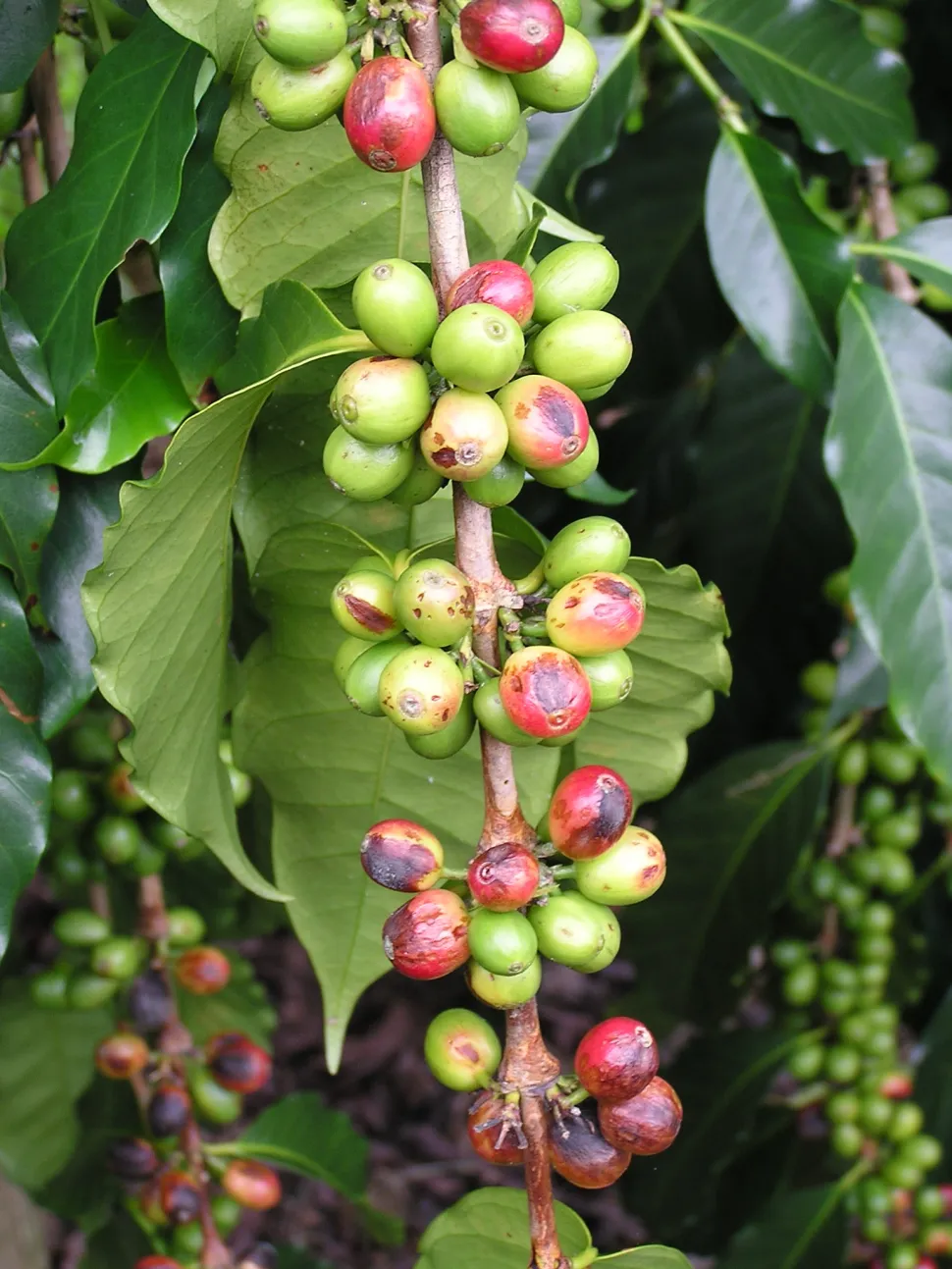 Koffiebessen