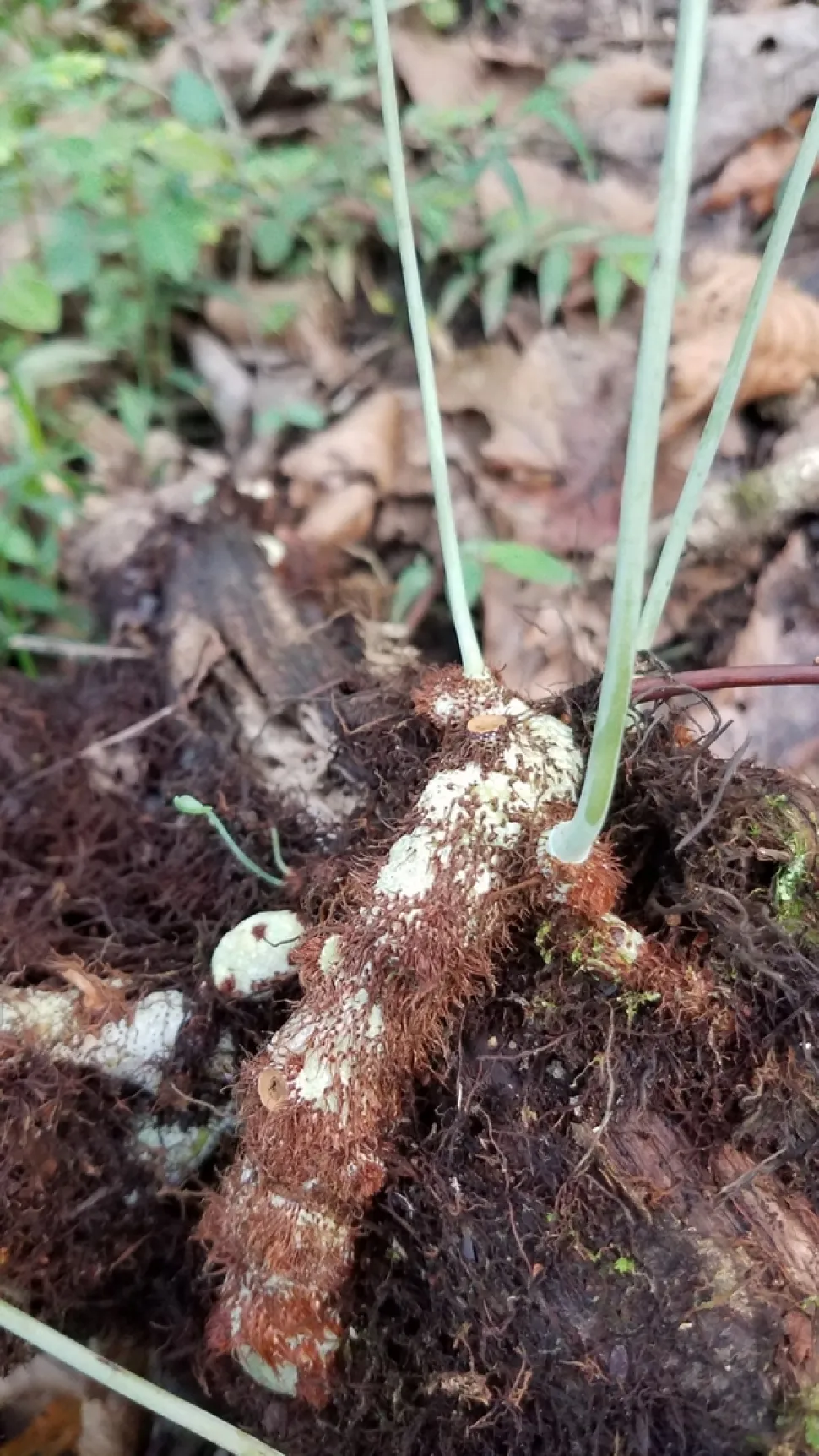 Behaartes Rhizom von Phlebodium pseudoaureum