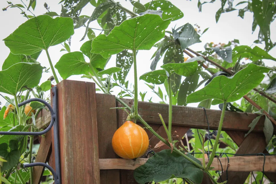 Zucca arancione Cucurbita maxima