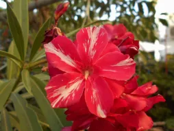 Gefüllte rote Blüten mit weißen Streifen Oleander Oleander Gigant der Schlachten