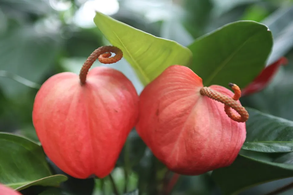 Blüte von Anthurium scherzerianum