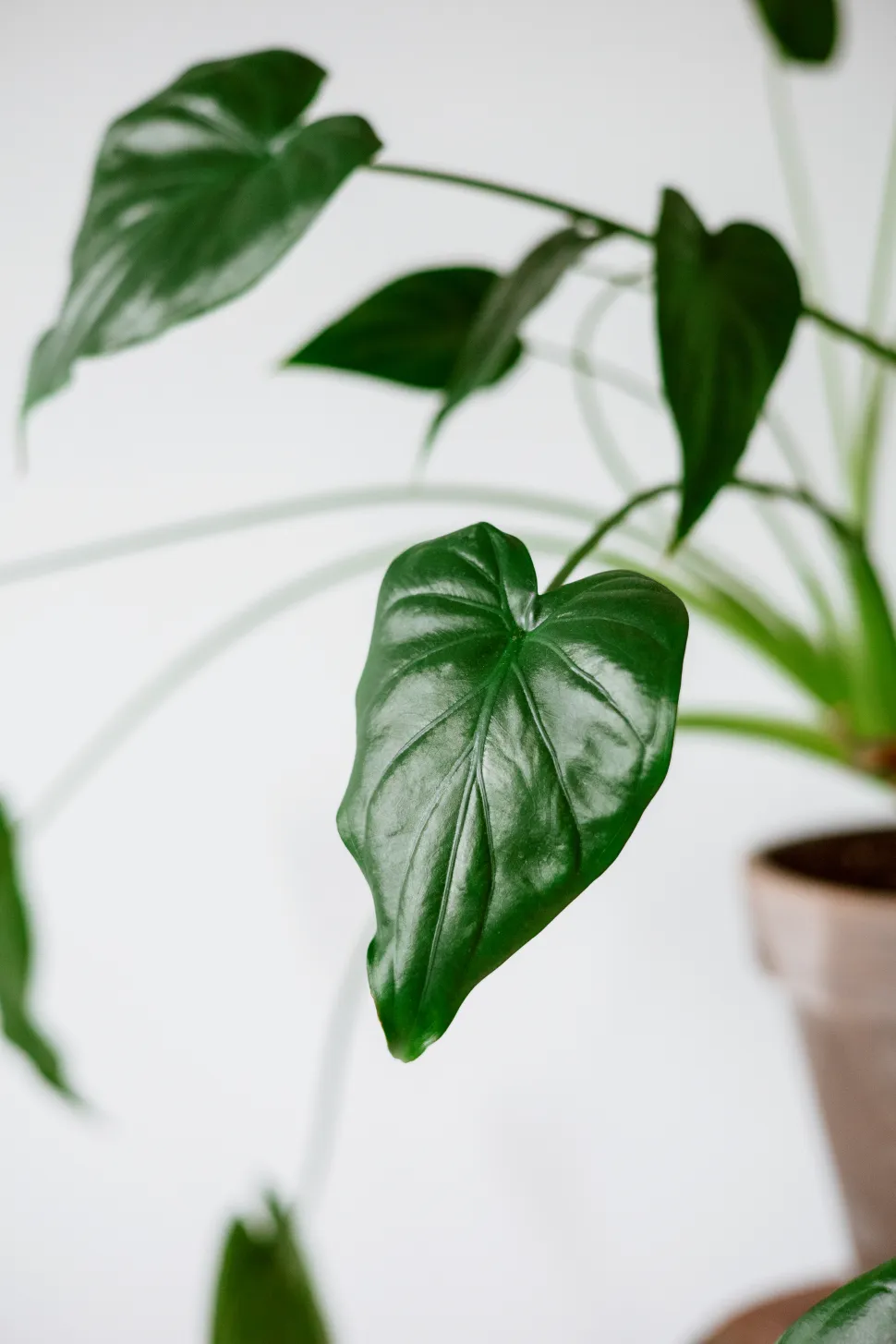 Nærbillede af Alocasia cucullata