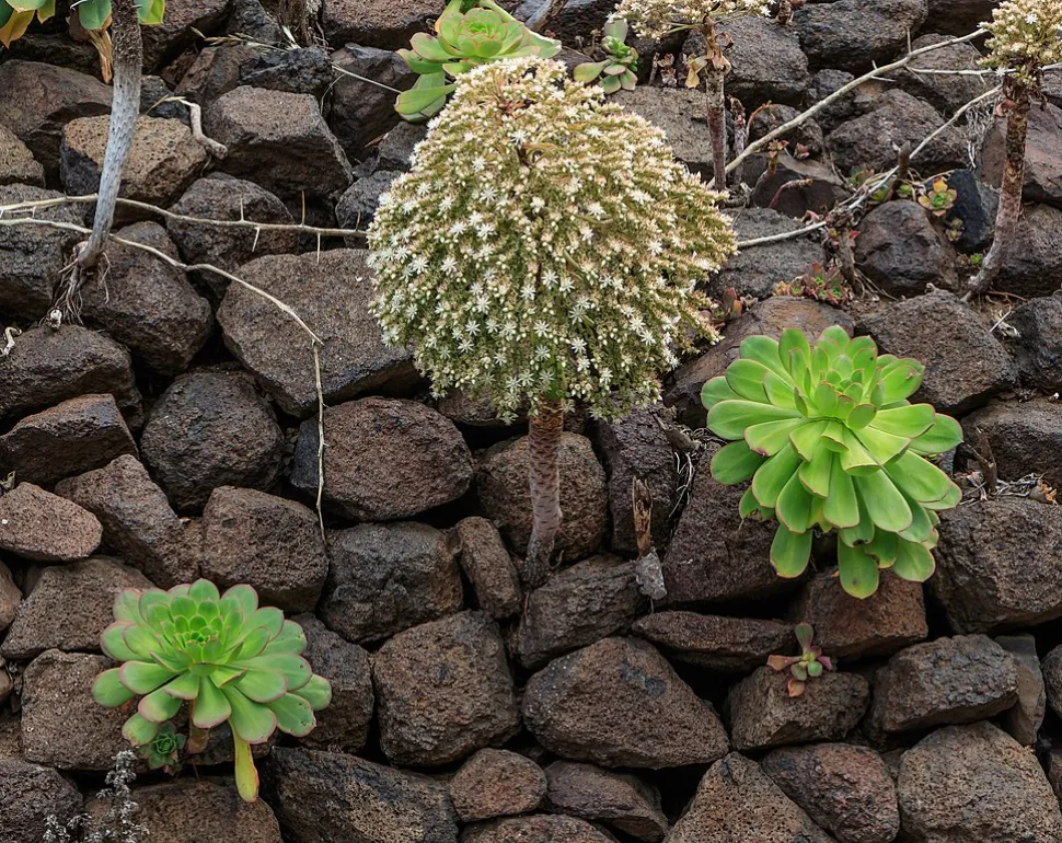 Flores Aeonium urbicum