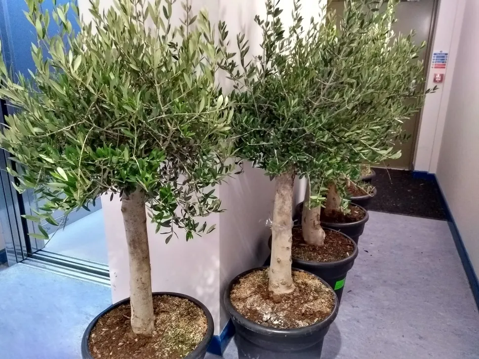 Olivos en maceta