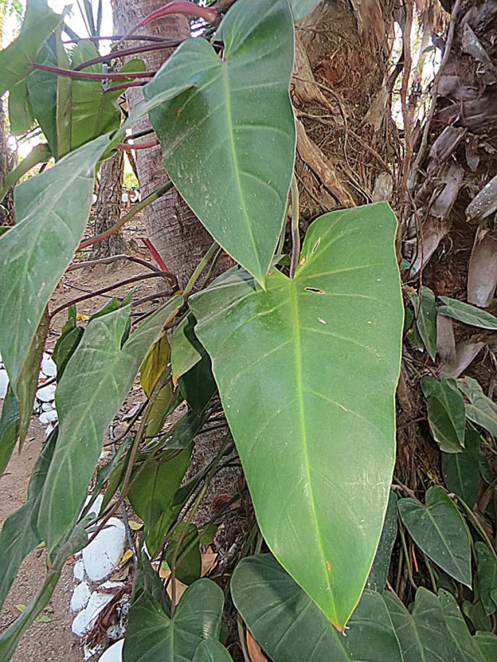 Große grüne Blätter Philodendron hederaceum