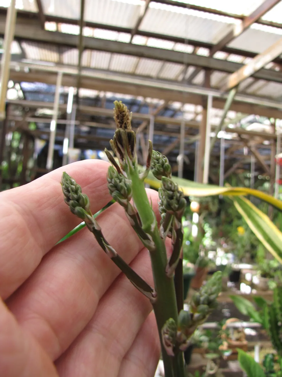 Blüte von Haworthiopsis attenuata