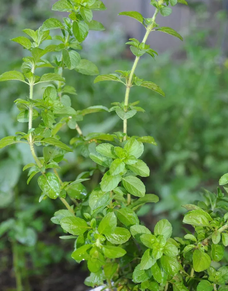 Folhas de Mentha pulegium