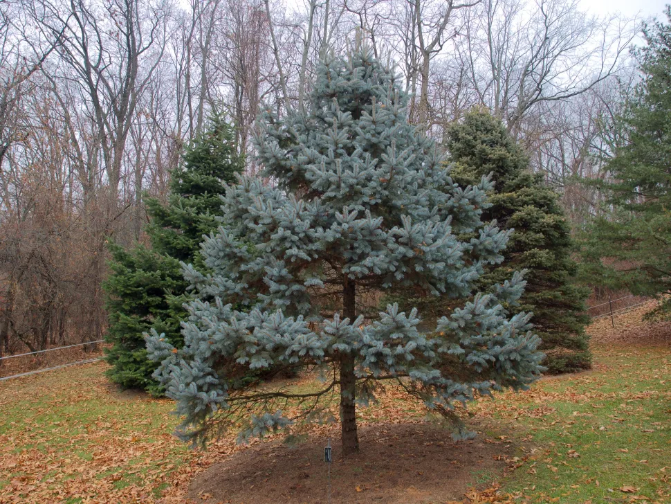 Picea pungens silver-blue foliage