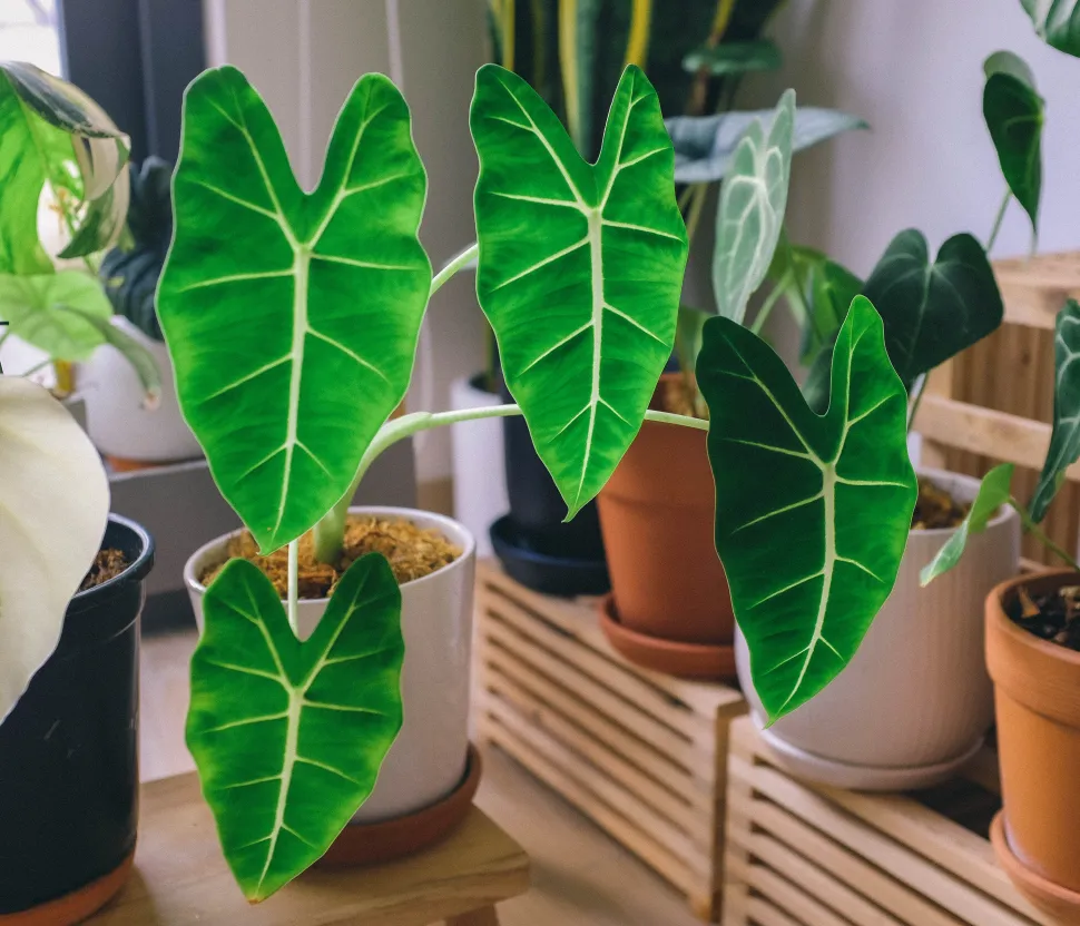 Pequena Alocasia sanderiana em vaso