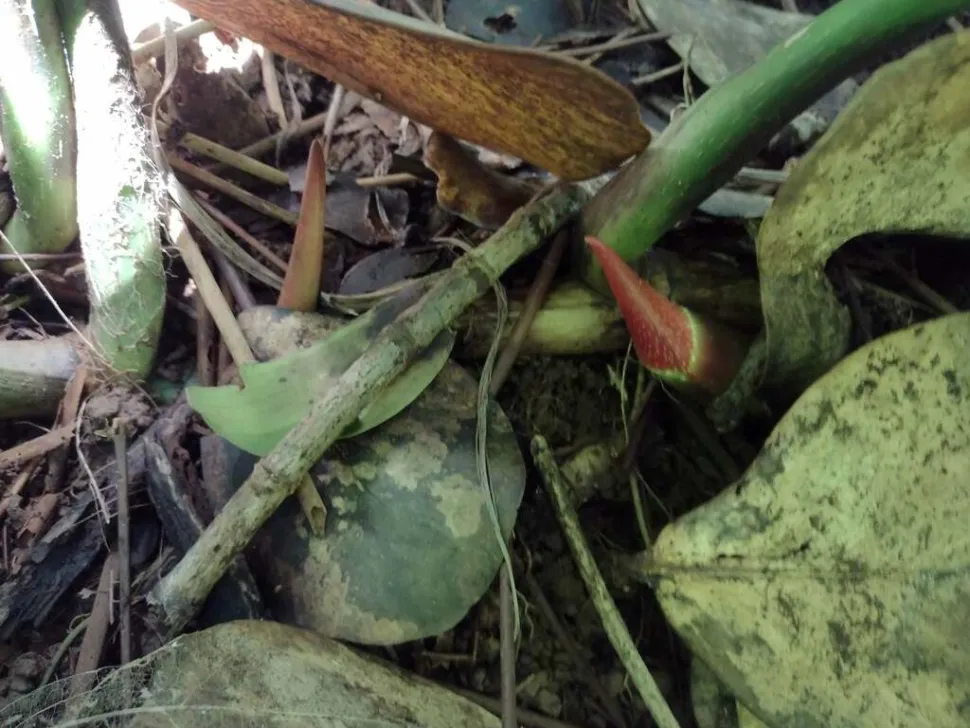 Tallo de Philodendron gloriosum