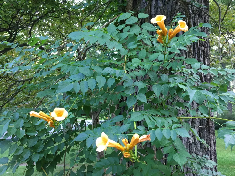 Gul bignone Campsis radicans