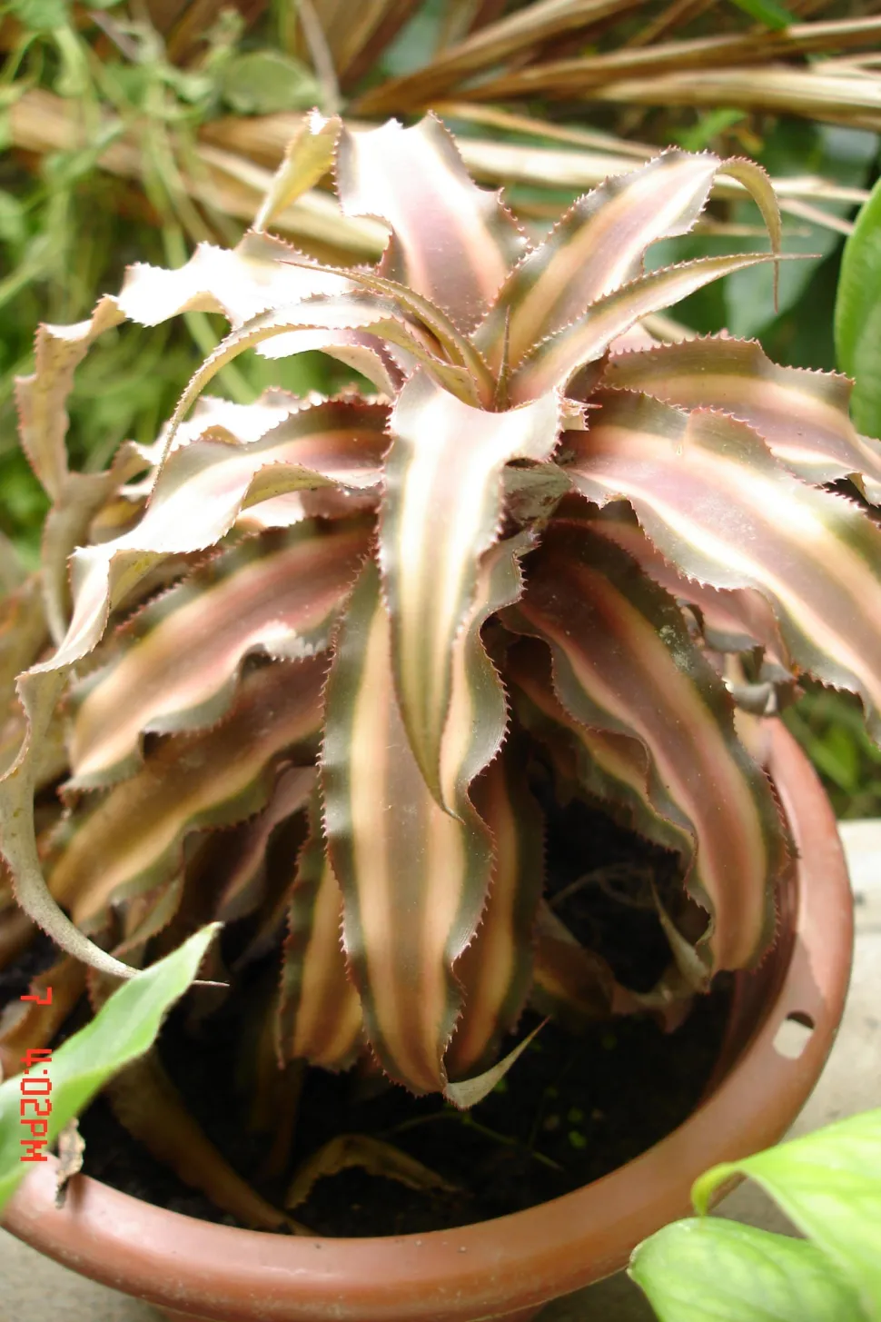 Cryptanthus bivittatus in een pot