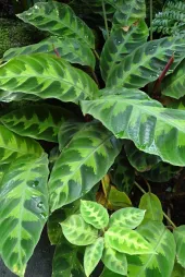 Goeppertia warscewiczii vista dall'alto