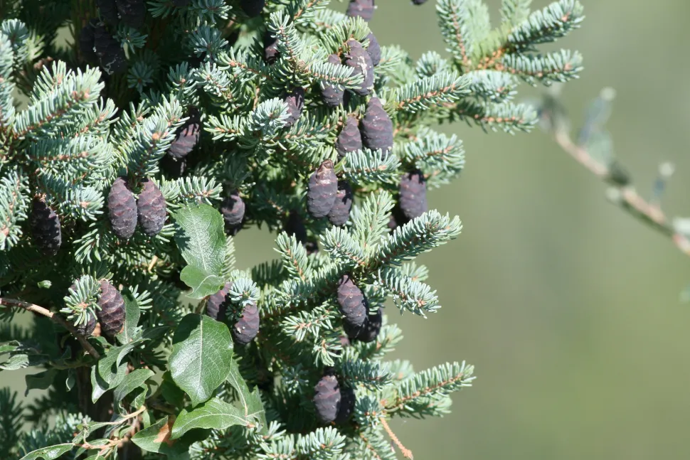 Lilla fyrrekogler Picea mariana