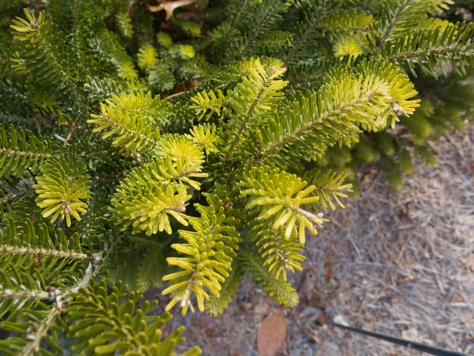 Korean fir needles Abies Koreana