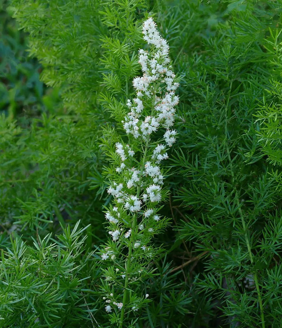 Asparagus densiflorus en flor