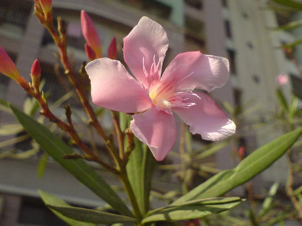 Oleanderblüten